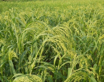White Millet Seed for Growing (1/2 oz)