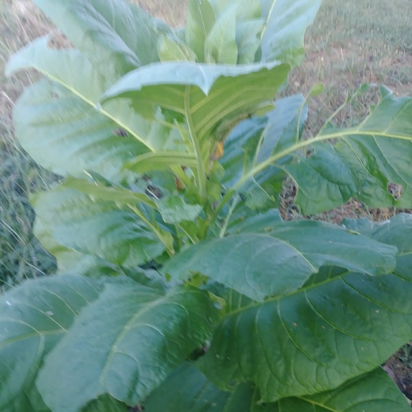 Heirloom Tennessee Tobacco seeds - fun to grow, hummingbirds LOVE it