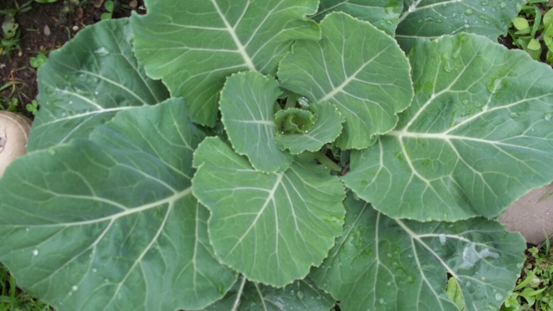 Collard Green Seeds Slow to Bolt, Tolerates All Soil Types Etsy