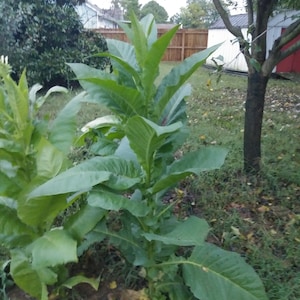 Poqunok Tobacco seeds - a large leaf tobacco that grows tall