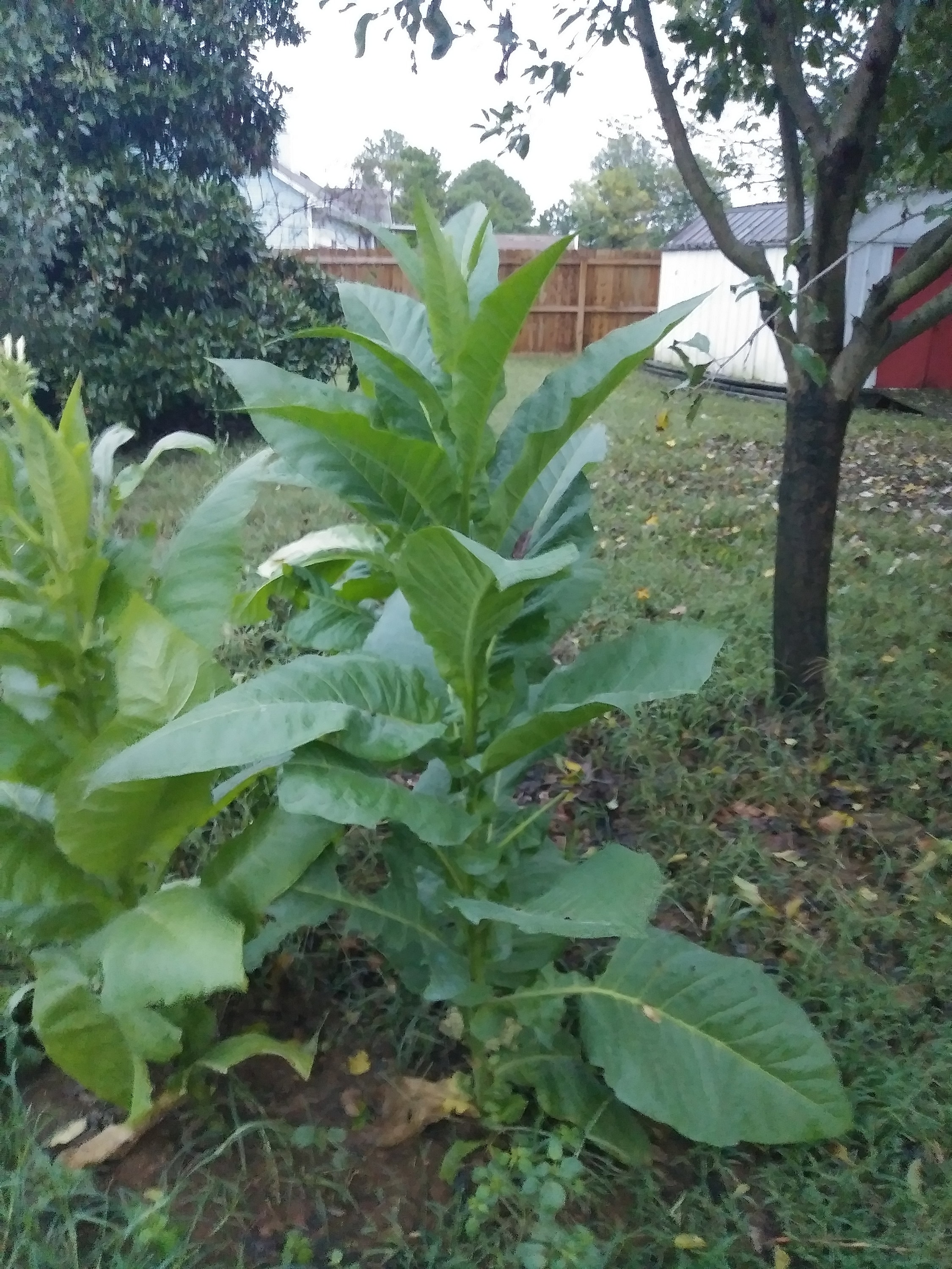 synthetic tobacco Naturally Extracted Tobacco vs Synthetic Tobacco eLiquids