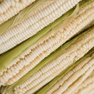 Truckers Favorite White, Corn Seed