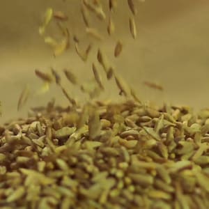 5 lbs Rye Wheat Berries: Mushroom Growing, Beer & Bread Making