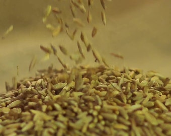 Organically grown rye wheat grass seed (wheat berries) - for sprouting, mycelium, malting, beer making, bread making