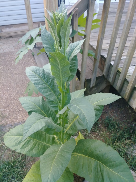 Poqunok Tobacco Seeds - a Large Leaf Tobacco That Grows Tall