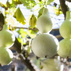 Bottle Gourd Seeds - fun to grow!