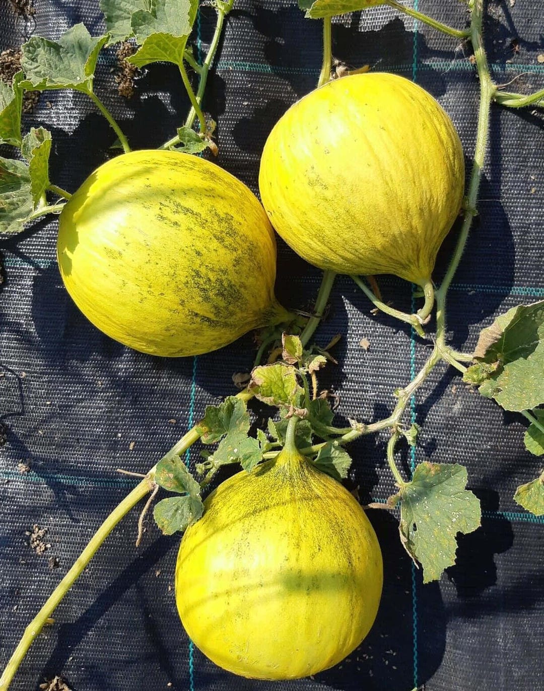 50 Golden Beauty Casaba Melon Seeds - Heirloom - Etsy