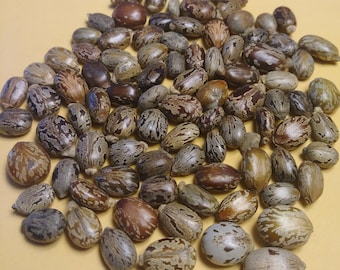 50 beautifully patterned Castor Beans  (Ricinus Communis) aka, palma christi, wonderboom, ricin plant, castor oil plant