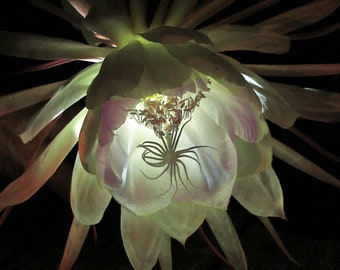 Night Blooming Cereus, gepigmenteerde archieffoto inkjet op archieffotopapier met archiefmat en houder, 2 maten