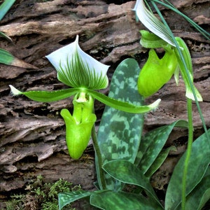 May include: Two green and white orchids with spotted green leaves. The orchids have a unique shape with a pouch-like lip.