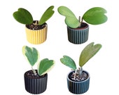 Valentine Hoya Plants (Hoya kerrii) - 4 variations Green, Variegata, Albomarginata, Splash.