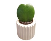 Valentine Hoya single-leaf (Hoya kerrii)