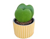 Valentine Hoya double-leaf (Hoya kerrii)