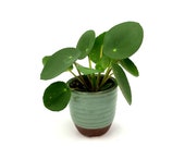 Pilea peperomioides Live Plant - Chinese Money Plant, Pancake Plant, UFO Plant, Missionary Plant, Mirror Grass, Bender Plant.