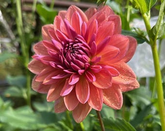 Dutch Pearl Dahlia Tuber – Orange Pink Purple Bloom, New England Grown
