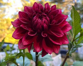 Bloomquist York Dahlia Tuber – Dark Red Painted Dahlia | New England Grown Tubers