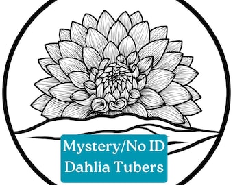 Mystery & Misfit Dahlia Tubers – No ID, Not Bloom Confirmed, or No Photo