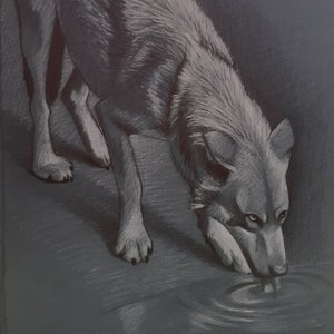 Wolf in grafiet en wit krijt