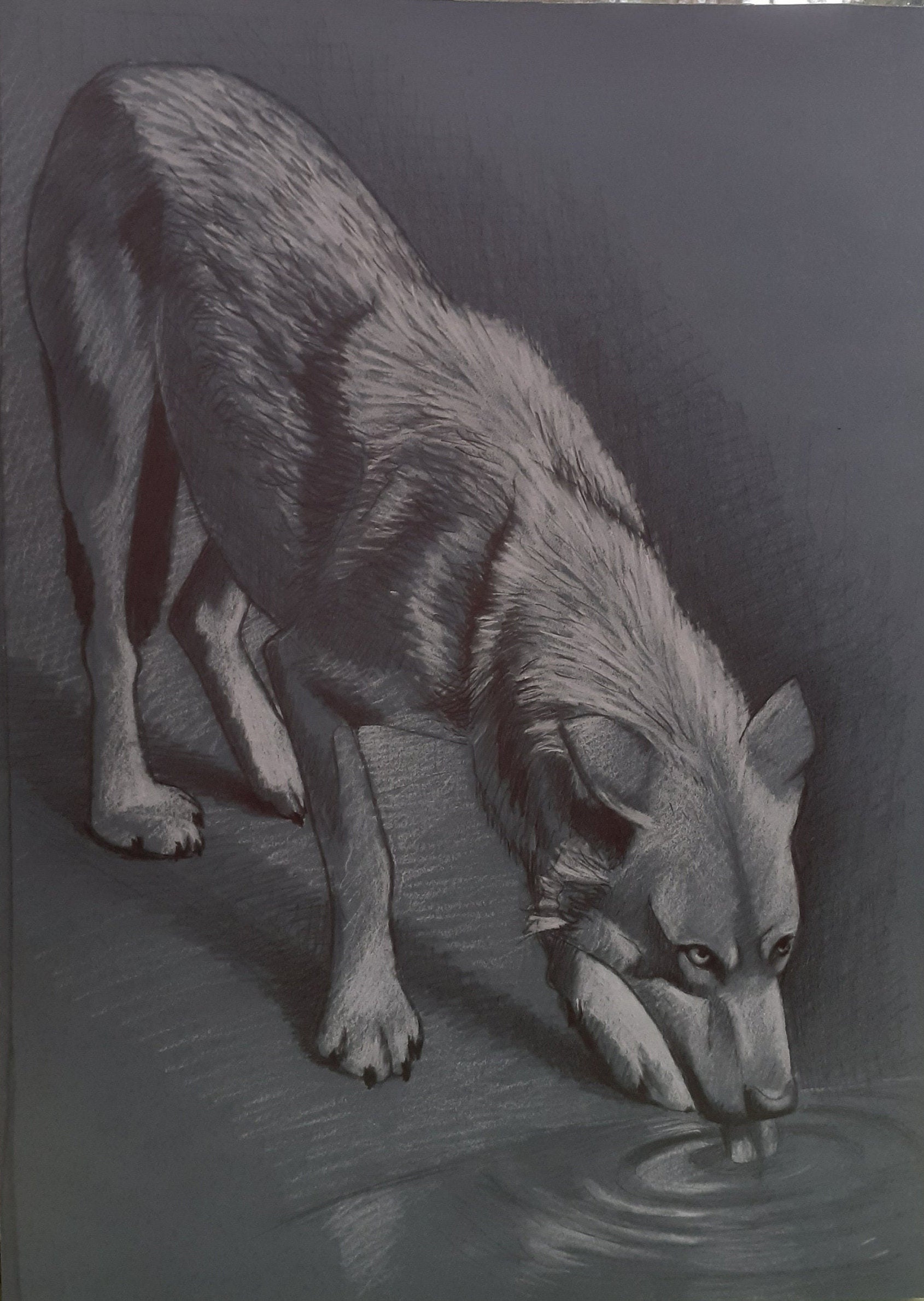 Loup à La Mine de Plomb et Craie Blanche