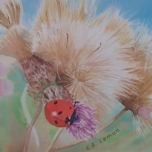 Coccinelle