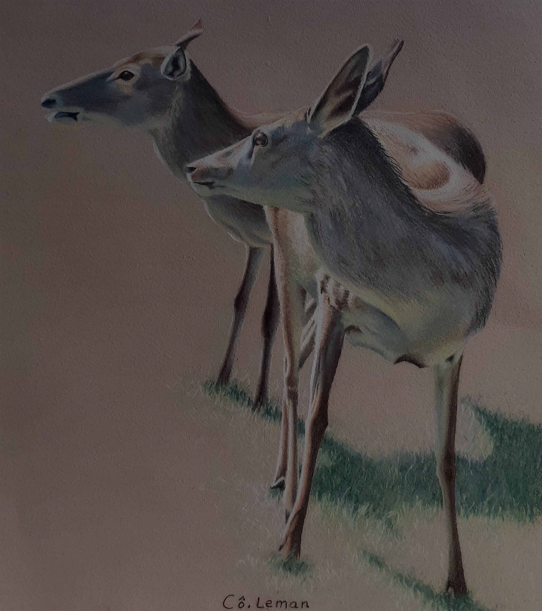 Biches Aux Pastels Secs