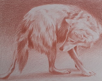 Etude loup à la sanguine