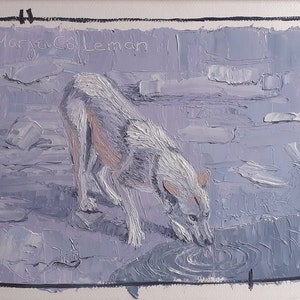 Wolf quenching his thirst