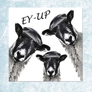 May include: A black and white print featuring three sheep wearing flat caps, with the text EY-UP positioned in the upper left corner. The sheep have dark faces and light-coloured wool, and each is wearing a textured cap on its head.