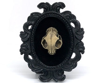 Small Black Resin Oval Frame and Resin Cat Skull on Black Velvet Gothic Home Deco