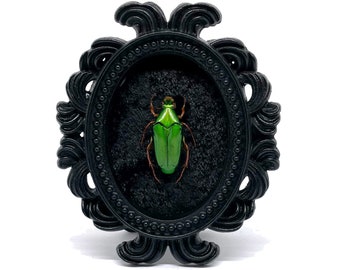 Small Black Resin Oval Frame and Bright Green Beetle on Black Velvet Gothic Home Deco