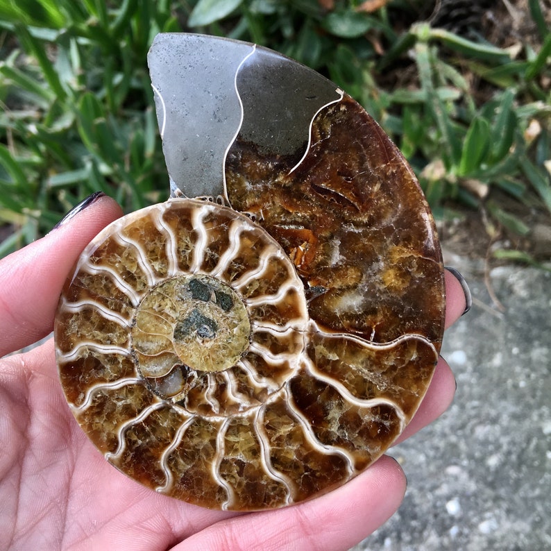 ammonite sex