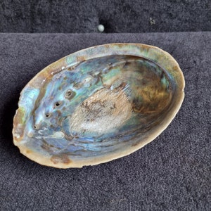 lovely  natural Abalone Paua shell ideal for smudging ceremonies or soap dishes
