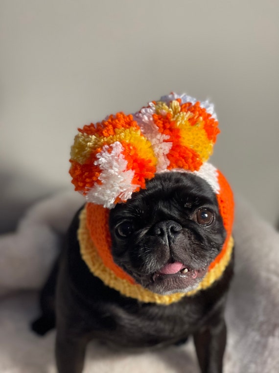 Pom pom pug 2025