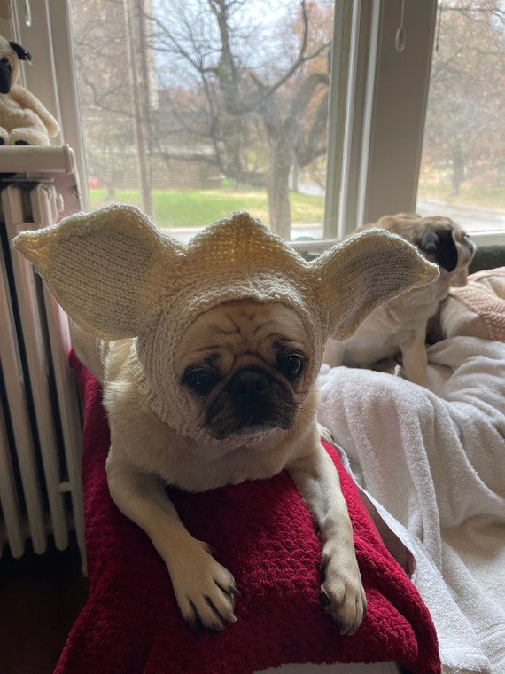 Pug dressed as shop yoda