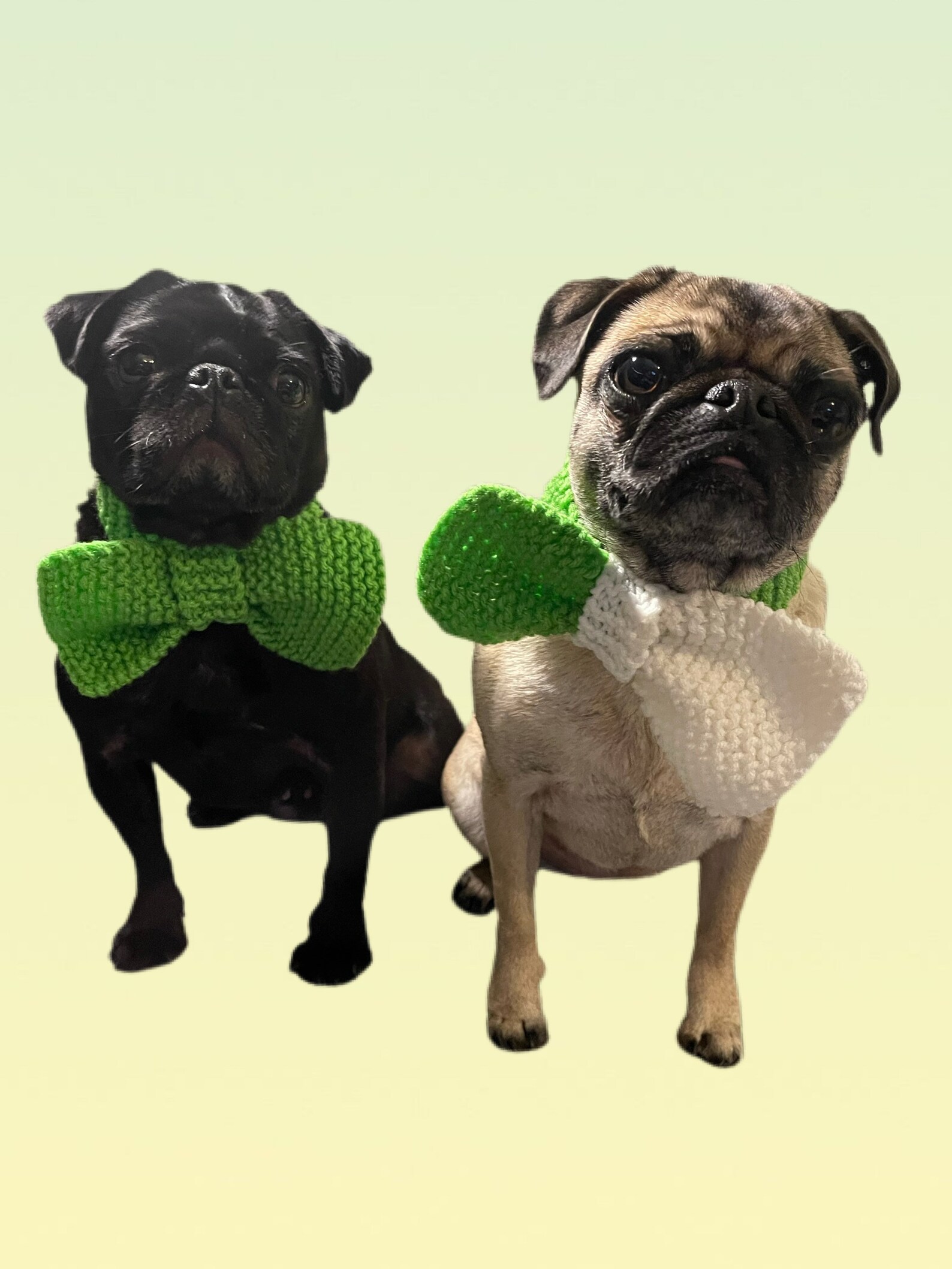 Pug Bow Tie Collar/ Hand Knit Dog Bow Tie/ St Patricks Day Etsy