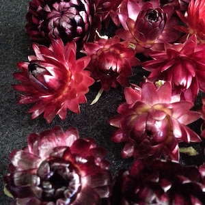 25 Mini Strawflowers, Dark Cherry Mix, 3/4 - 1" flower size, No Stems, Small Dried Flowers, Straw Flowers