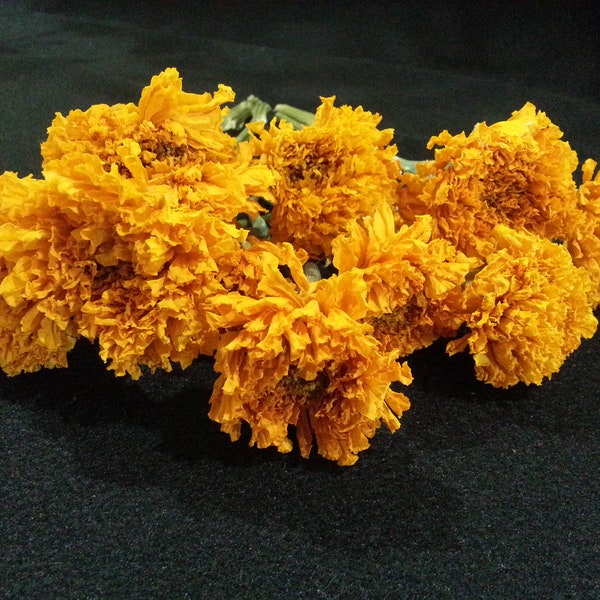12 Marigold, Light Orange/Pumpkin,  1-1 1/2" flower heads, 6-8" total length. Dried Marigolds