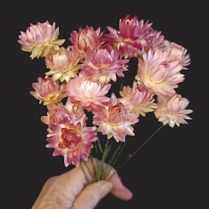 16 Mini Strawflowers on 8&quot; Floral Stems, Pink Mix, 3/4 to 1&quot; flower size, Strawflowers on stems