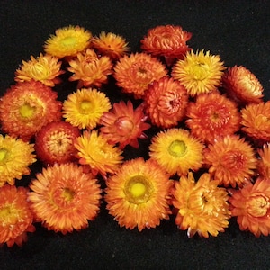 May include: A collection of dried flowers in shades of orange and yellow. The flowers have a papery texture and are arranged in a circular pattern.