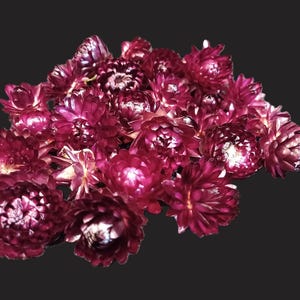 25 Mini Strawflowers, Dark Cherry Mix, 3/4 - 1" flower size, No Stems