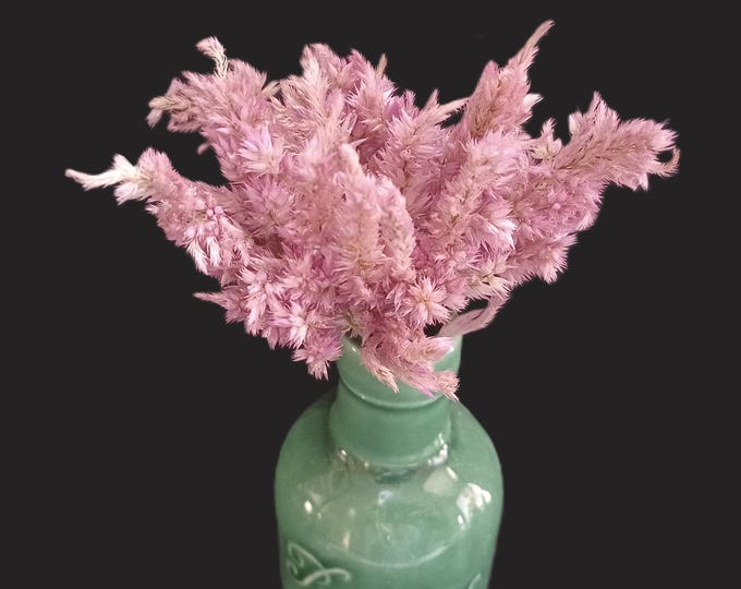 10 Celosia Cockscomb Antique Rust Mix. 1 1/2 to 2