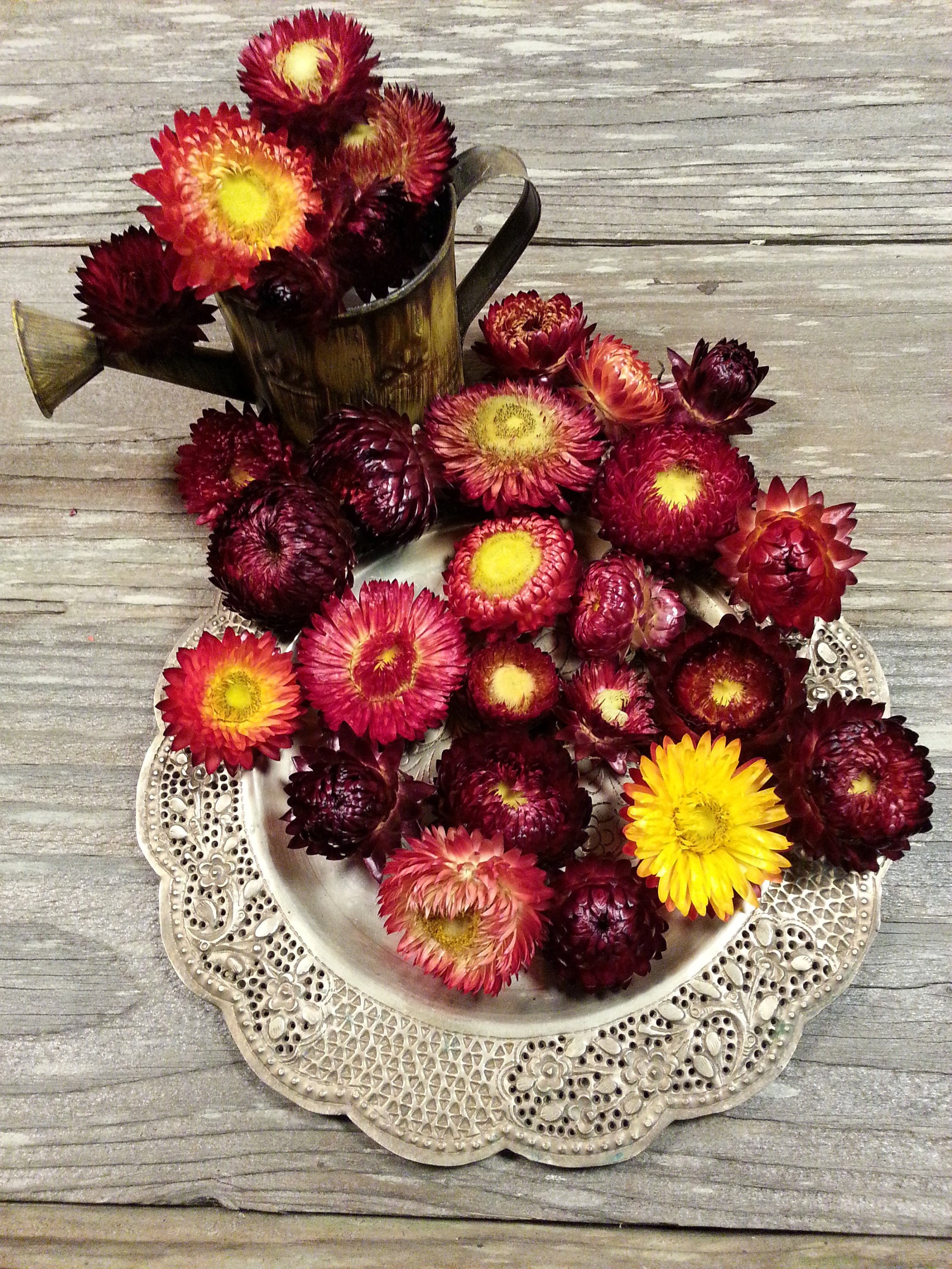 25 Dried Strawflowers 3/4 to 1 1/2 No Stems Fireball Etsy