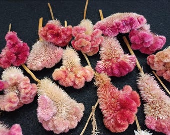 10 Celosia Cockscomb Antique Rust Mix. 1 1/2 to 2 Heads, 0 to 4 Stems ...