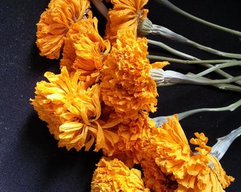 10 Marigold, Light Orange/Pumpkin, 1 1/2 to 2" flower size, 10-12" total length