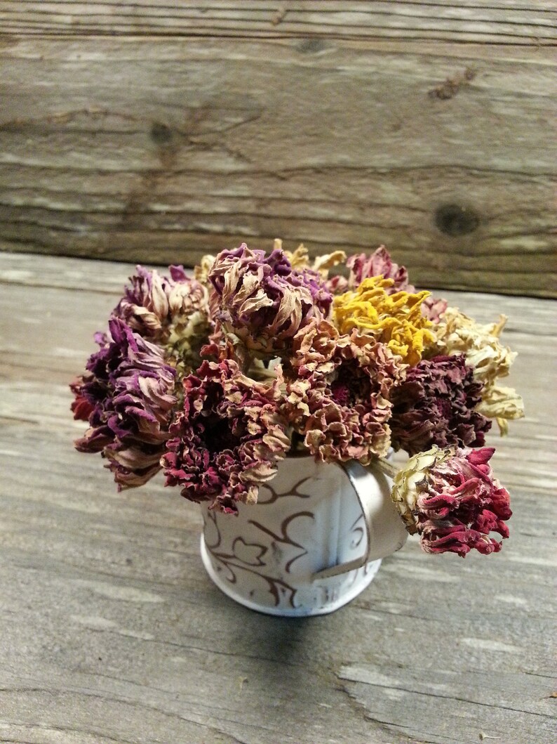 15 Dried Zinnia Flowers in Assorted colors 24 total Etsy