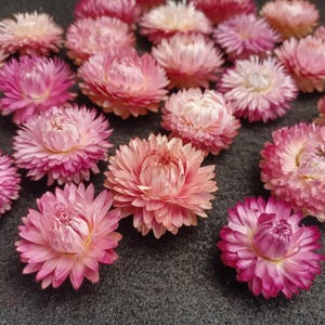 25 Strawflowers, Pink Mix, 1 to 1 1/2&quot; flower size, No Stems, Small Dried Flowers, Pink Dried Flowers, Jewel Tone Flowers