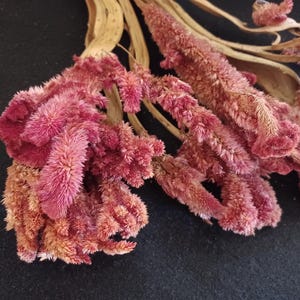 7 Celosia Cockscomb, Antique Twisted Cranberry.  3 to 4 inch heads, 14-15&quot; Total Length.