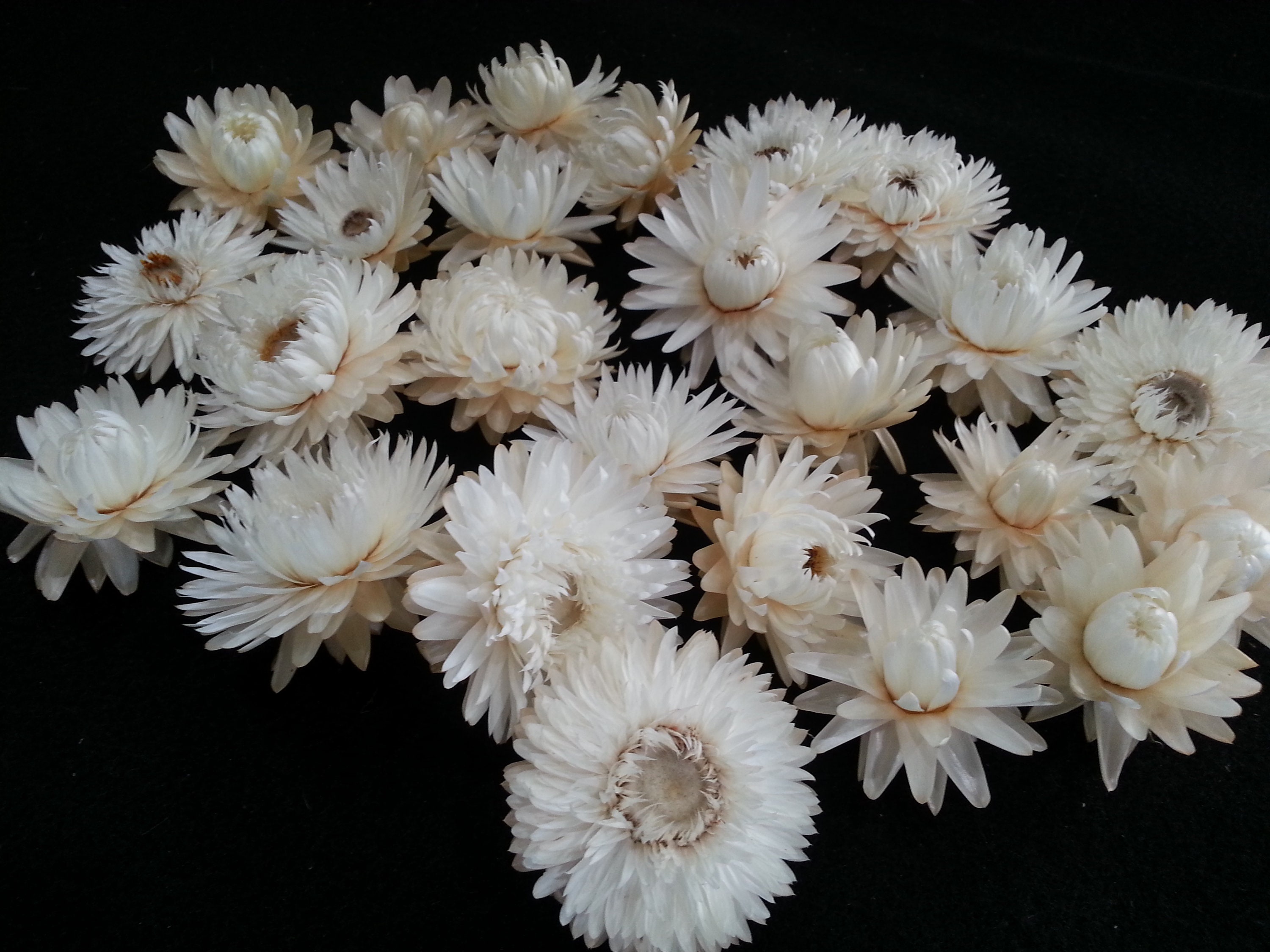 Flower crafts made fresh then dried from a Sebastopol garden
