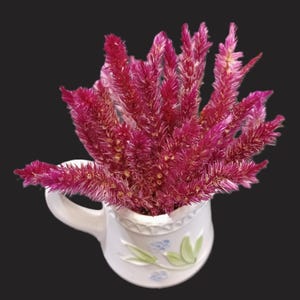 30 Dried Celosia, Mini Hi-Z, Magenta Feathers, 3-4&quot; total length.  Small Dried Flowers, Dried Celosia