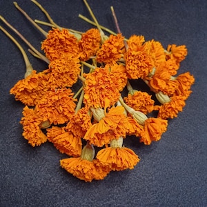 May include: A bunch of dried orange marigold flowers with stems.